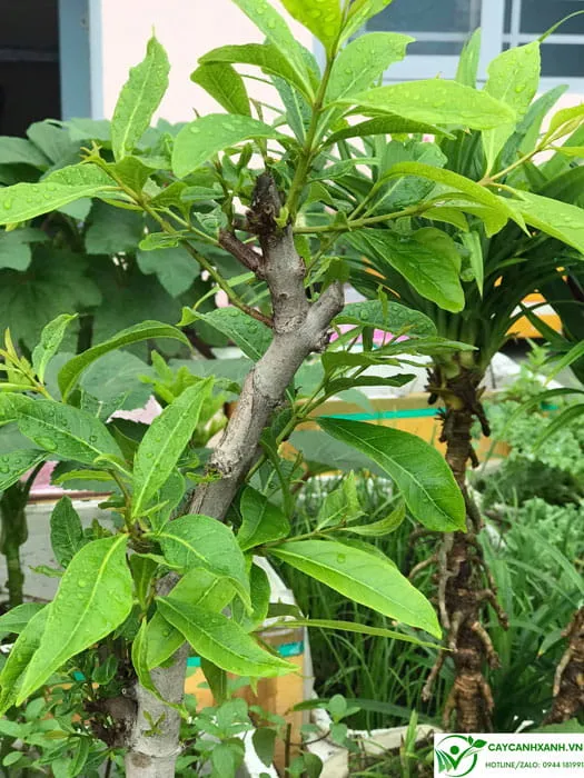 Cách trồng và chăm sóc cây vối, bao gồm bón phân và tưới nước