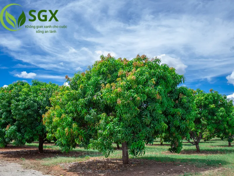 Cách trồng và chăm sóc cây xoài phát triển tốt
