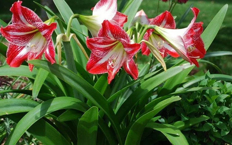 Cách trồng và chăm sóc củ hoa lan huệ khỏe mạnh