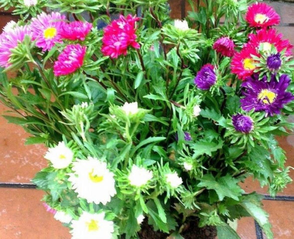 Cách Trồng Cây Táo Từ Hạt: Hướng Dẫn Chi Tiết A-Z Cho Người Mới Bắt Đầu