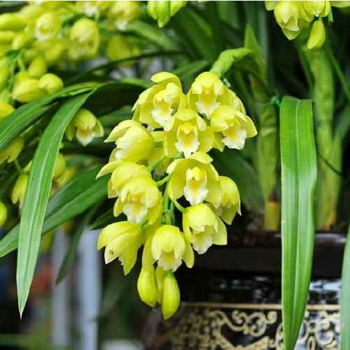 Cách Trồng Hoa Địa Lan Santo Đạt Chuẩn Chuyên Gia và Bí Quyết Kích Hoa Đúng Dịp Tết