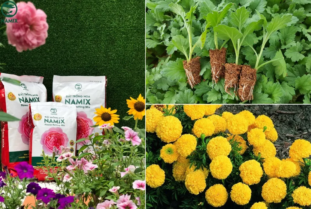 Cách trồng và chăm sóc hoa cúc bằng hạt đơn giản
