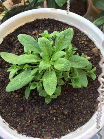 Cách Trồng Hoa Mai Bằng Hạt: Hướng Dẫn Kỹ Thuật Chi Tiết Từ A Đến Z