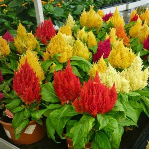 Cách Trồng Hoa Mào Gà Búa Đạt Chuẩn Kỹ Thuật Cho Hoa Lớn, Rực Rỡ