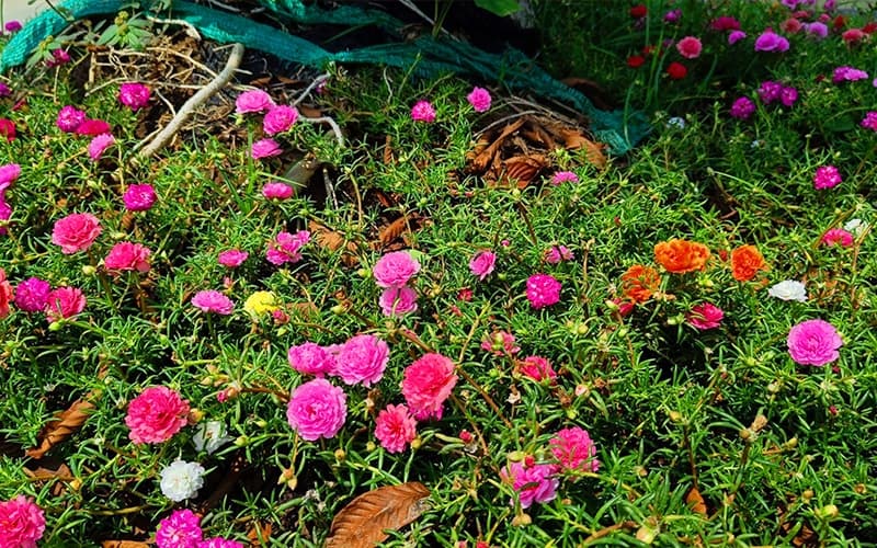 Cách Trồng Hoa Mười Giờ Ra Hoa Đúng Kỹ Thuật Và Nhanh Nhất