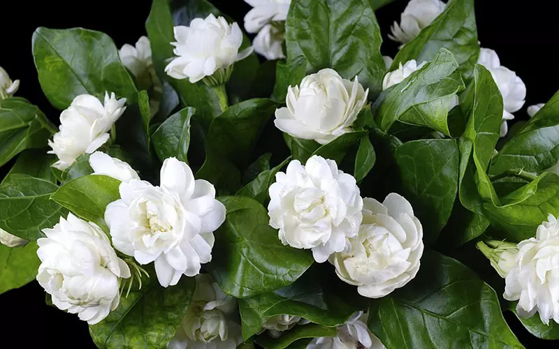 Cách Chăm Sóc Hoa Nhài Trong Chậu: Bí Quyết Đơn Giản Cho Cây Ra Hoa Quanh Năm