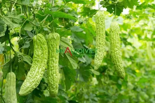 Cách trồng và làm giàn cho cây mướp