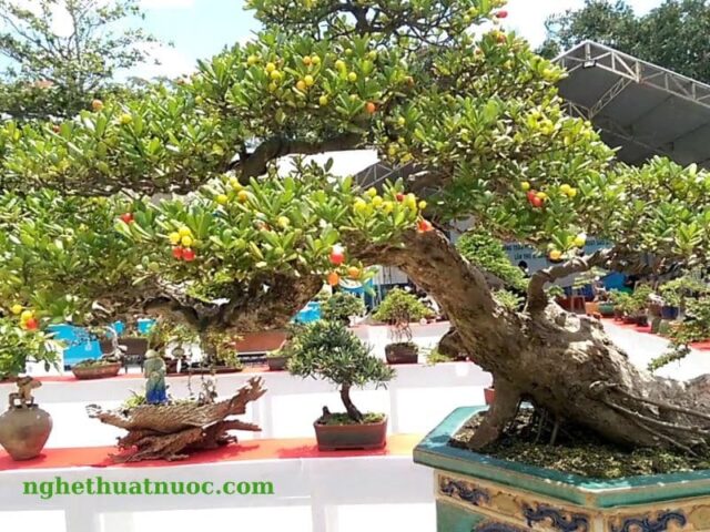 Cách Trồng Cây Hải Châu Bonsai Toàn Diện Từ A Đến Z Cho Người Mới