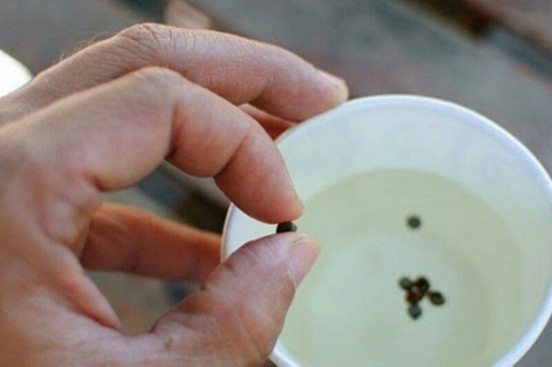 Cách Trồng Hoa Xương Rồng Bằng Hạt: Cẩm Nang Chi Tiết Từ A Đến Z