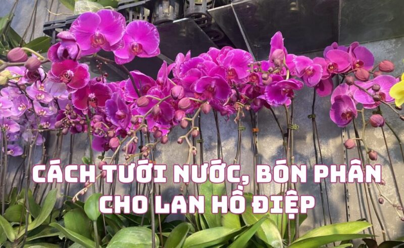 Cách Chăm Sóc Hoa Lan Hồ Điệp Sau Tết Toàn Diện Giúp Cây Ra Hoa Trở Lại