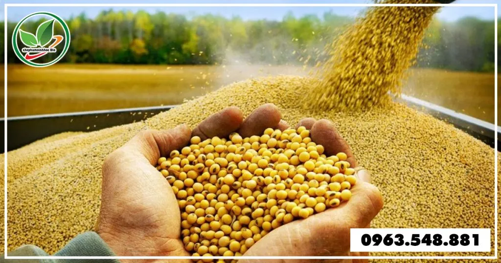 Cách ủ đậu tương nguyên hạt cho bà con nông dân