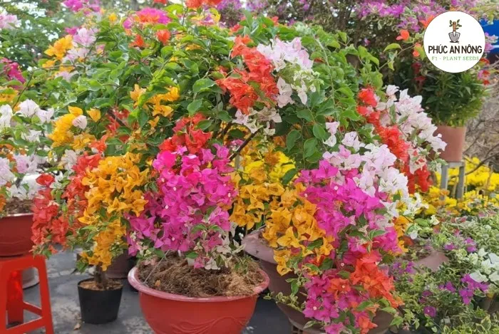 Cách xử lý khi cây hoa giấy bị rụng hoa