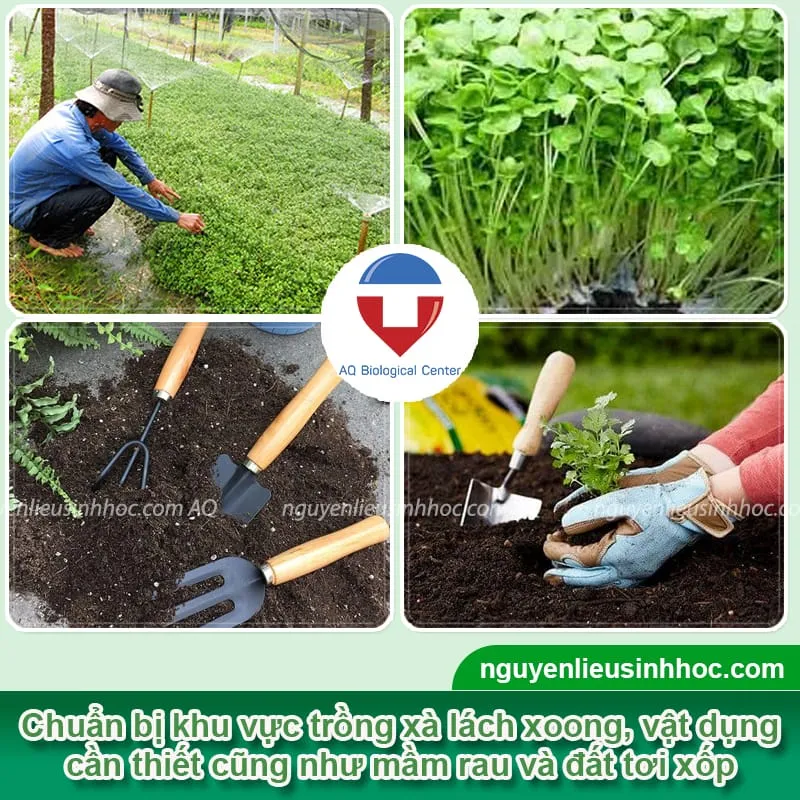 Cải tạo đất và chuẩn bị dụng cụ cần thiết cho cách trồng cây xà lách