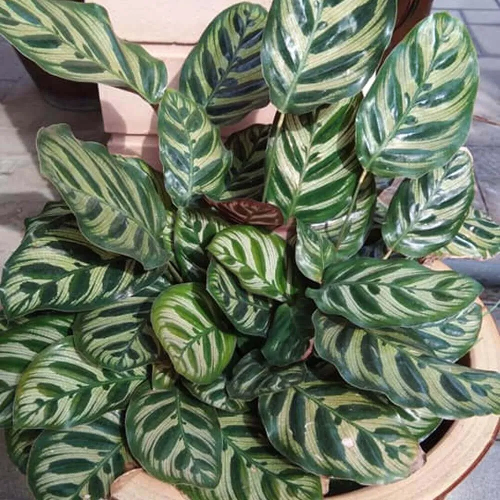 Calathea makoyana (Đuôi công), có lá màu xanh đậm với hoa văn như lông công