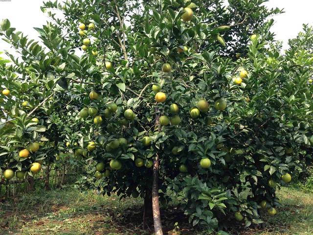 Cách Trồng Cây Cam Đạt Năng Suất Cao Nhất Từ A Đến Z