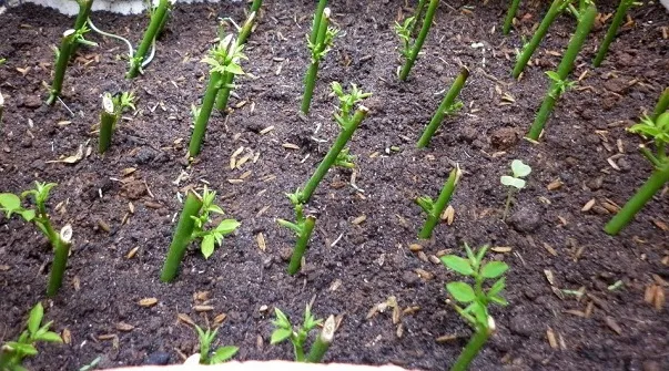 Cắm cành Hoàn Ngọc vào bầu đất