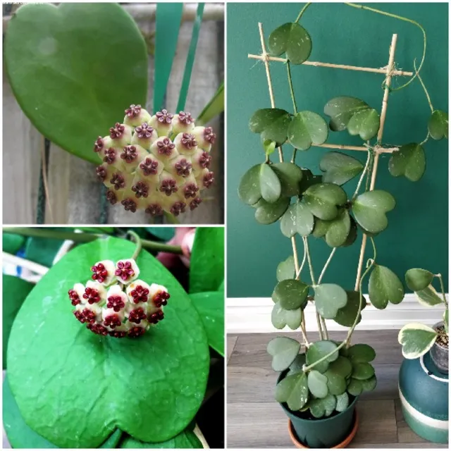 Cẩm Cù đa dạng