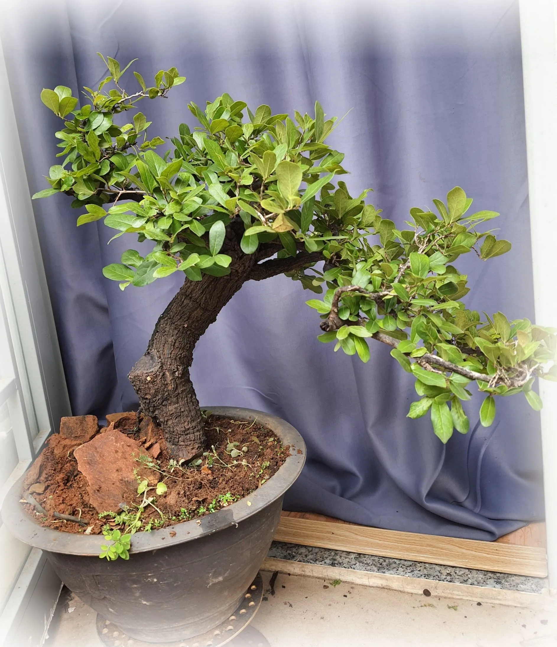 Cẩm thị bonsai trong chậu đá với thân gỗ đen độc đáo