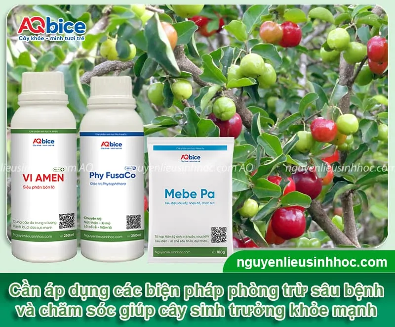 Cần áp dụng các biện pháp chăm sóc và phòng trừ từ sớm nhằm hỗ trợ cây phát triển tốt