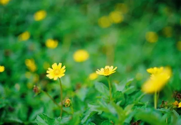 Cận cảnh bông hoa cúc dại màu vàng rực rỡ, nhấn mạnh vào giá trị dược liệu