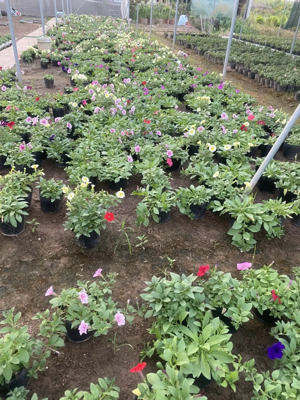 Cận cảnh bông hoa dạ yến thảo màu hồng phấn với các gân hoa rõ nét