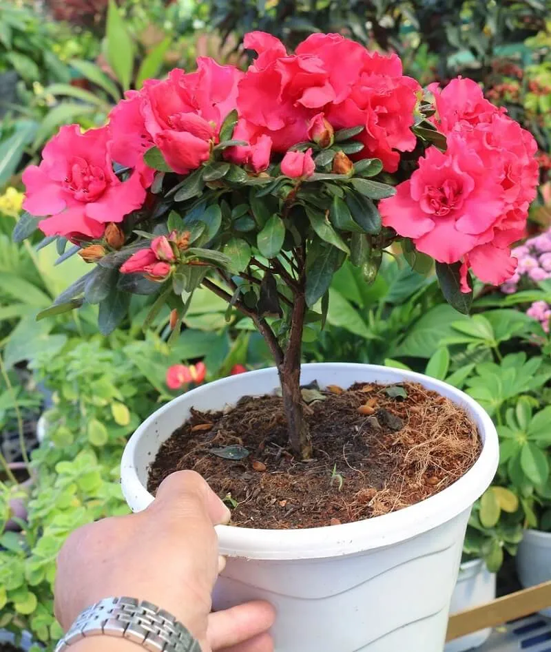 Cận cảnh bông hoa đỗ quyên đa sắc màu (tím, hồng, trắng) rất đẹp mắt