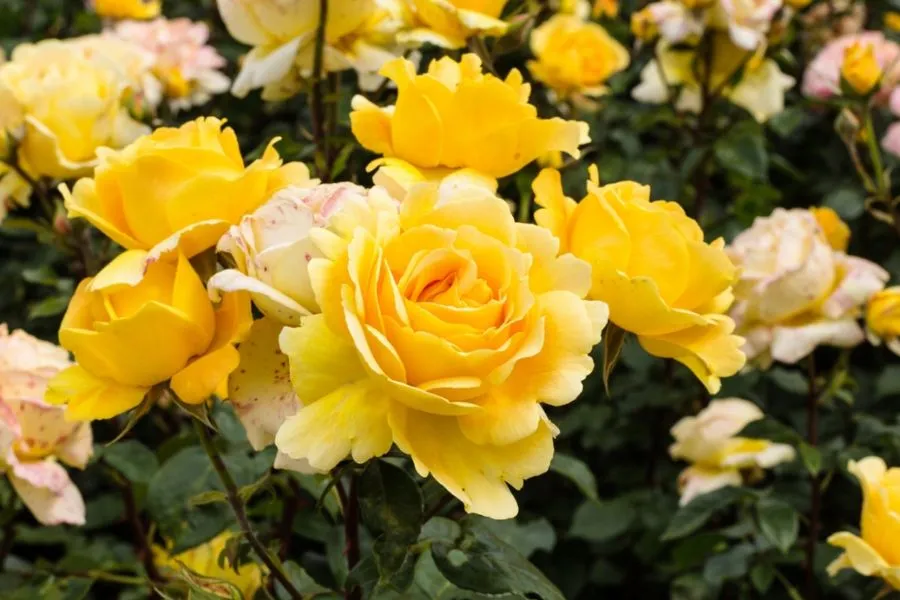 Cận cảnh bông hoa hồng trà lai màu vàng rực rỡ nở rộ