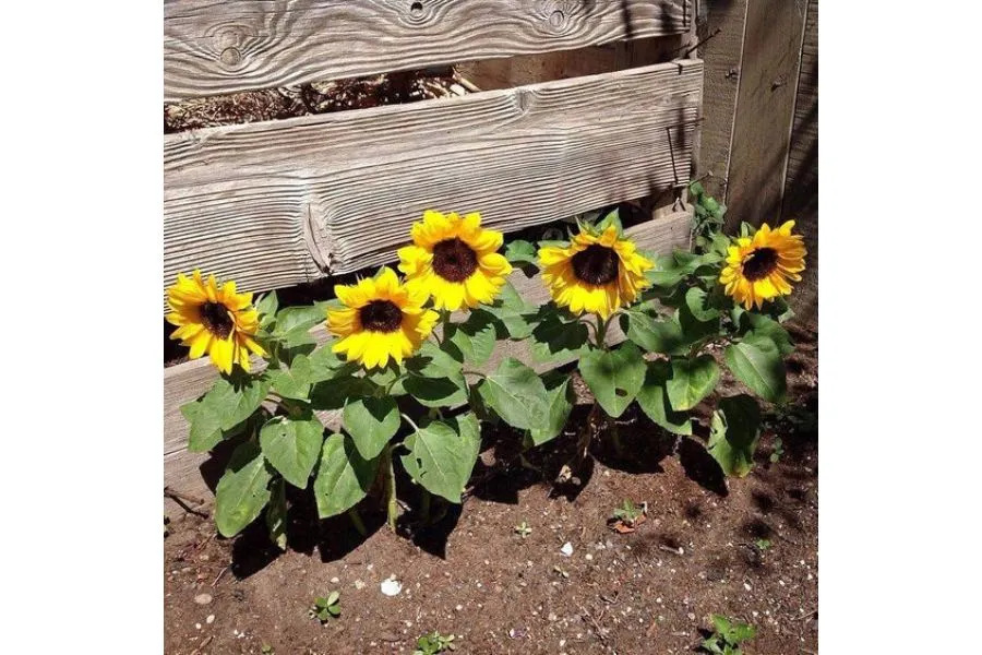 Cận cảnh bông hoa hướng dương lớn với hạt ở trung tâm