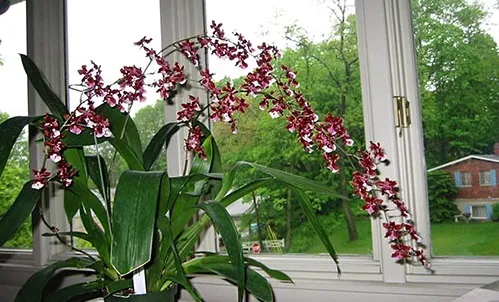 Cận cảnh bông hoa lan vũ nữ với màu vàng cam nổi bật và cánh môi lớn