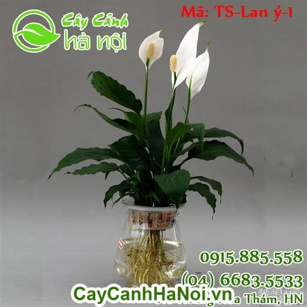 Cận cảnh bông hoa Lan Ý màu trắng tinh khôi đang vươn lên