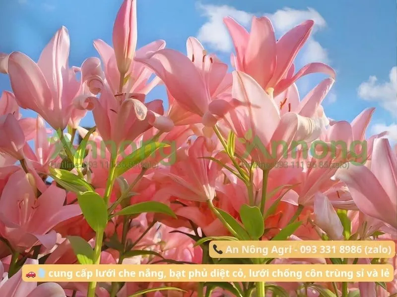Cận cảnh bông hoa ly hồng đang nở rộ, thể hiện vẻ đẹp và kỹ thuật trồng củ hoa ly thành công