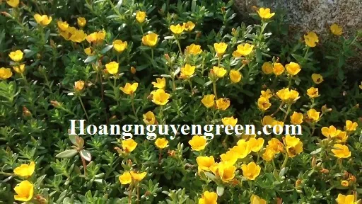 Cận cảnh bông hoa Mười Giờ Sam đang nở vào buổi sáng nắng đẹp