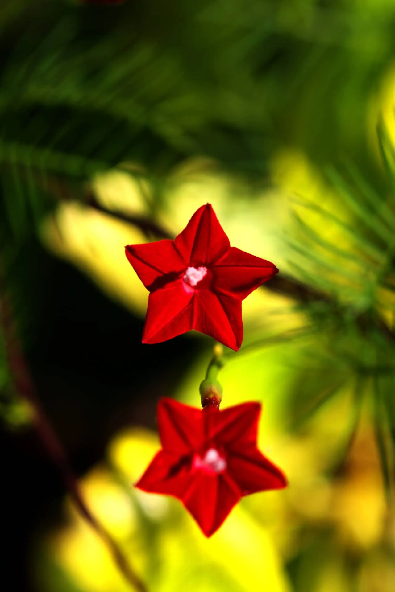 Cận cảnh bông hoa tóc tiên leo (Ipomoea quamoclit) đang nở rộ, thể hiện vẻ đẹp hoàn hảo