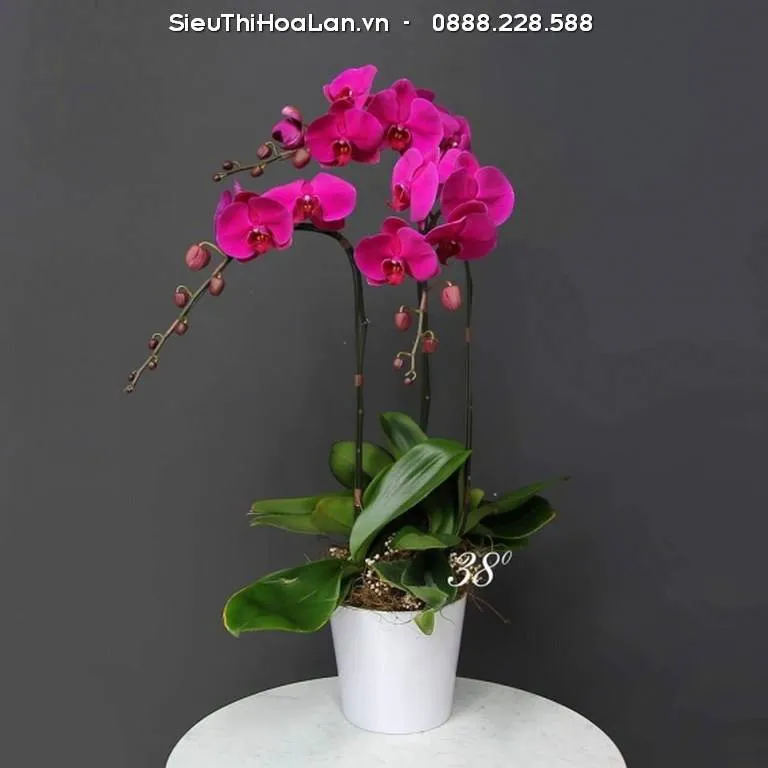 Cận cảnh bông lan Hồ Điệp màu trắng tinh khôi đang khoe sắc trong chậu