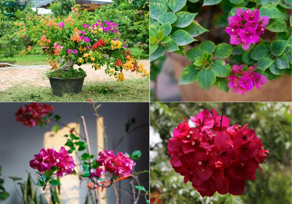 Cận cảnh các cành hoa giấy rực rỡ nhiều màu sắc nở rộ