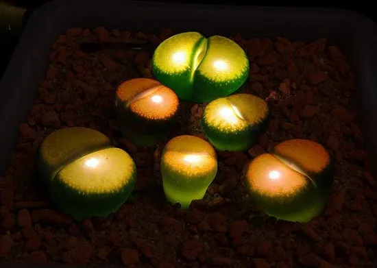 Cận Cảnh Cây Đá Sống Lithops Đủ Màu Sắc Được Trồng Trong Chậu Đất Nung