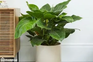 Cận cảnh cây Đại Đế Vương được chăm sóc cẩn thận