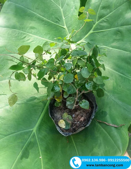 Cận cảnh cây giống thằn lằn (vẩy ốc) trồng trong bầu đất, sẵn sàng cho kỹ thuật trồng cây vẩy ốc leo tường