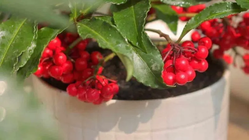 Cận cảnh cây kim ngân lượng 