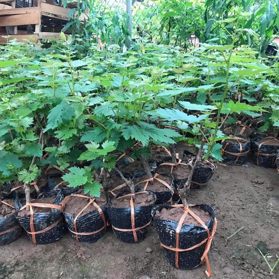 Cận cảnh cây nho giống ghép khỏe mạnh, là yếu tố khởi đầu quan trọng trong việc tìm hiểu cách chăm sóc cây nho.