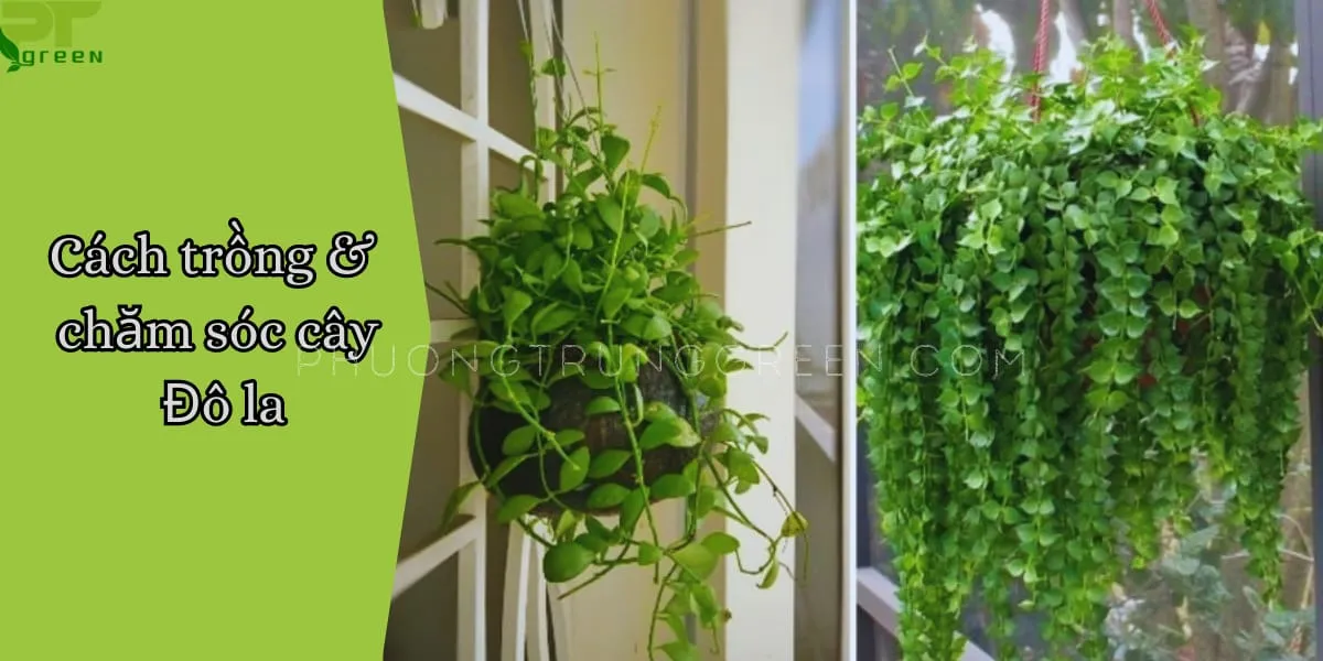 Cận cảnh chậu Cây Đô La đang được chăm sóc đúng cách với giá thể xốp và dây rủ dài