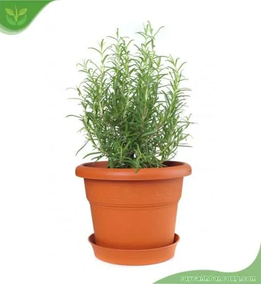 Cận cảnh chậu cây hương thảo xanh tốt đặt trong nhà, thể hiện vẻ đẹp và hương thơm thư giãn