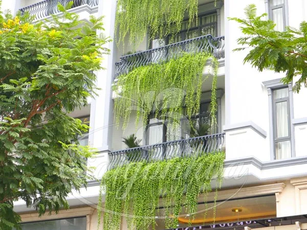 Cận cảnh chậu cúc tần Ấn Độ trồng ở sân thượng nhà phố hướng Tây