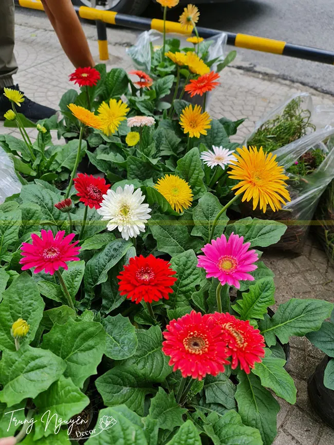 Cận cảnh chậu hoa đồng tiền lùn nhiều màu sắc rực rỡ, mô tả vẻ đẹp và ý nghĩa phong thủy tốt lành