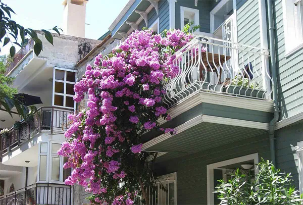 Cận cảnh chậu hoa giấy được tạo dáng bonsai phù hợp trồng ở ban công