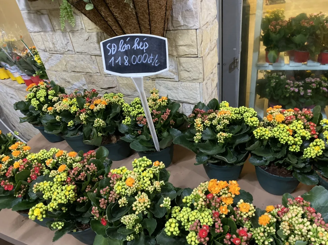 Cận cảnh chậu hoa sống đời nhỏ nhắn, mọng nước