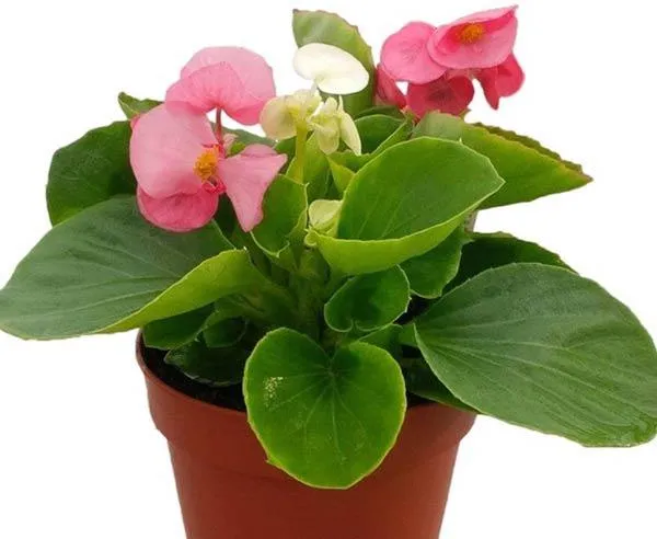 Cận cảnh chậu hoa thu hải đường với nhiều bông hoa tươi tắn