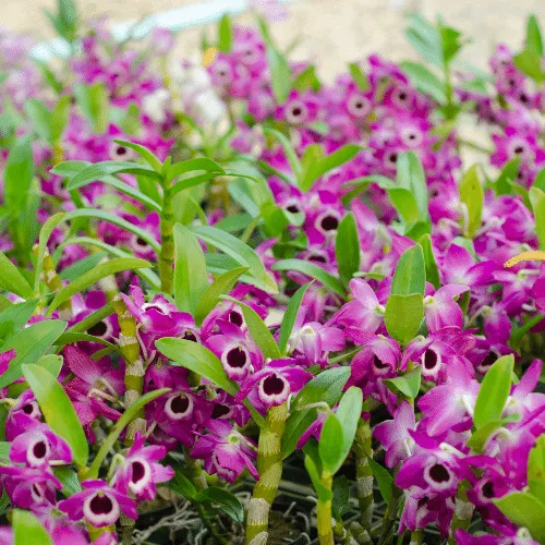 Cận cảnh chậu lan dendro trưởng thành với thân và lá xanh mượt