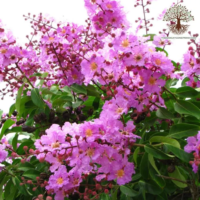 Cận cảnh chùm hoa Bằng Lăng Tím rực rỡ và lãng mạn