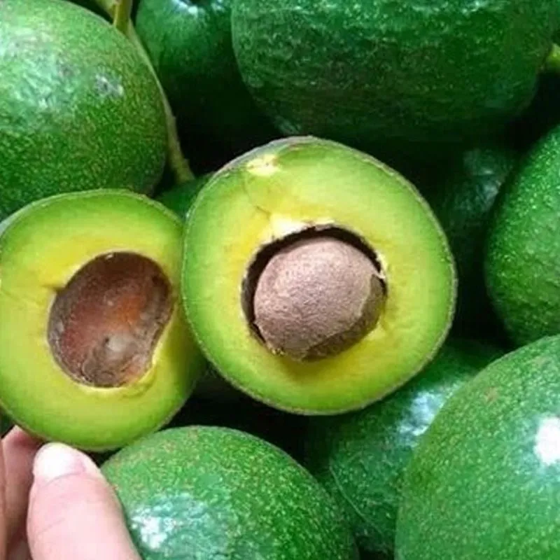 Cận cảnh chùm hoa bơ sáp màu vàng tươi trên cành cây